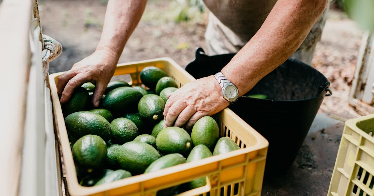BIO Cretan Avocado organic ZUTANO