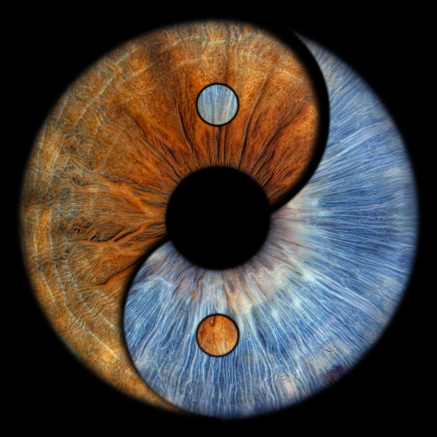 Double Iris Photography Metal Poster Yin Yan