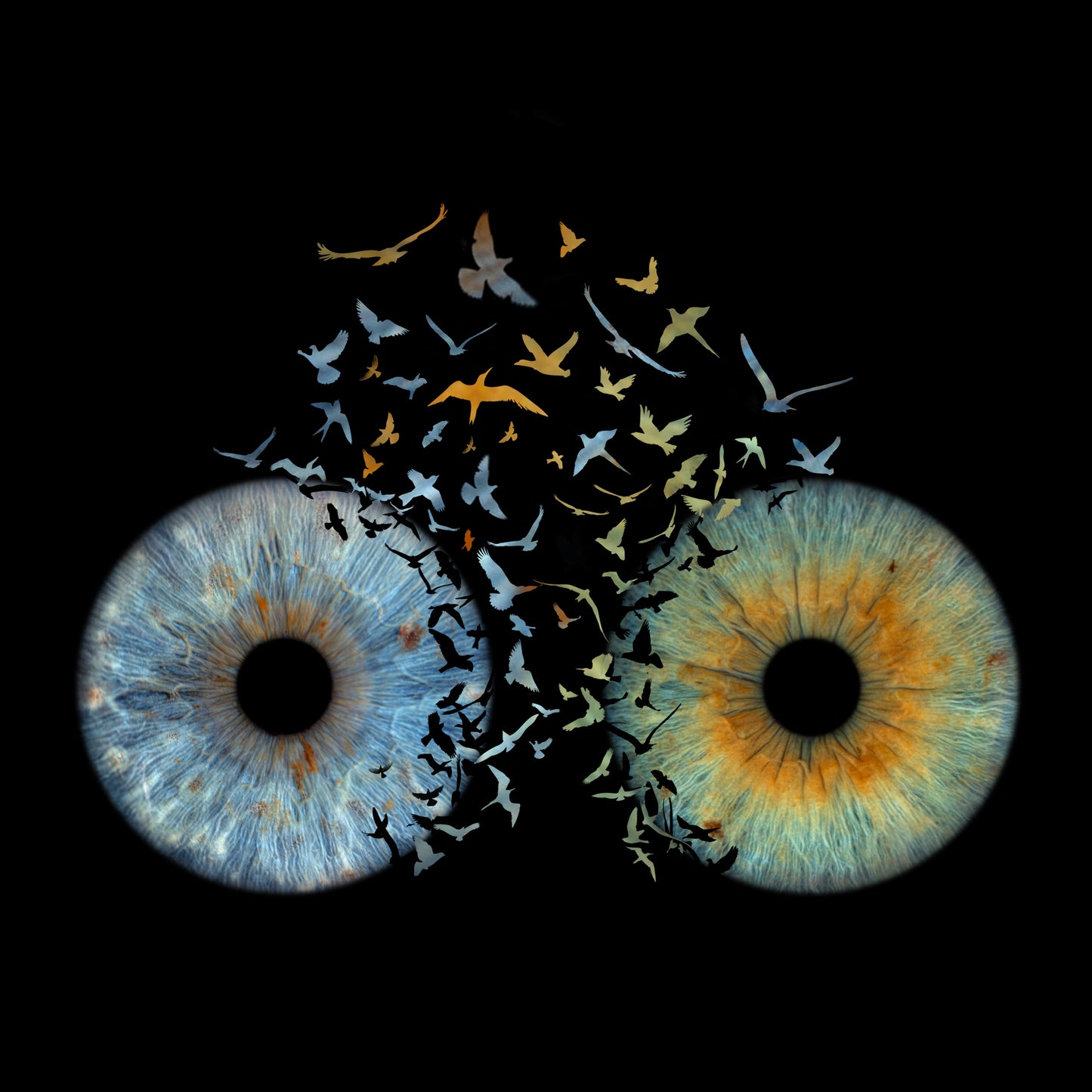 Double Iris Photography Metal Poster Birds