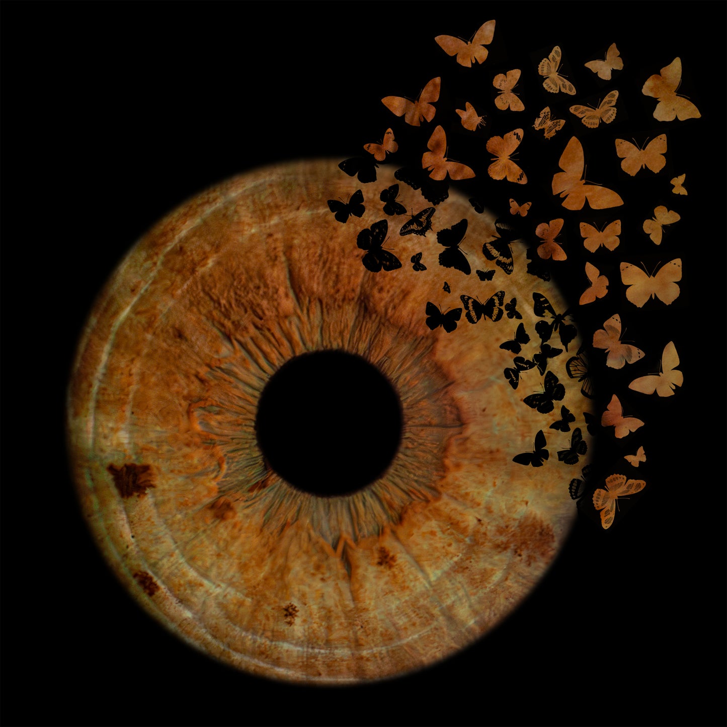 Single Iris Photography Metal Poster Butterfly-1
