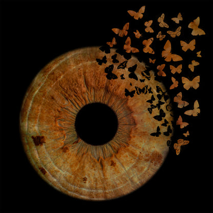 Single Iris Photography Metal Poster Butterfly-1